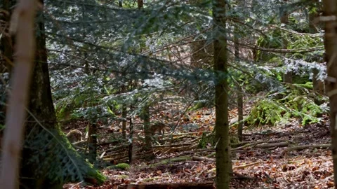 Wild boar cubs Stock Footage 277707584