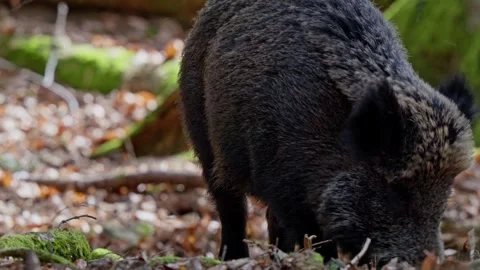 Wild boar cubs Stock Footage 277708214