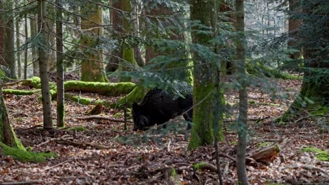 Wild boar cubs Stock Footage 277708588