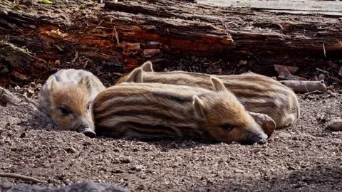 Wild boar cubs Stock Footage 277708742