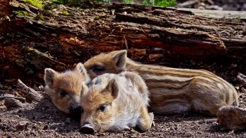 Wild boar cubs Stock Footage 277709486
