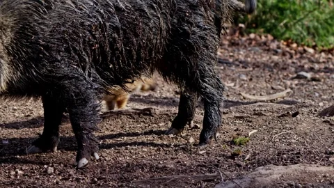 Wild boar cubs Stock Footage 277710525