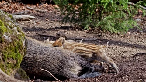 Wild boar cubs Stock Footage 277710541