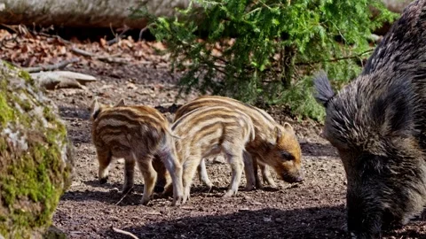 Wild boar cubs Stock Footage 277710618