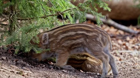Wild boar cubs Stock Footage 277711815