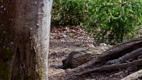 Wild boar cubs Stock Footage 277711855