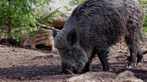 Wild boar cubs Stock Footage 277711908