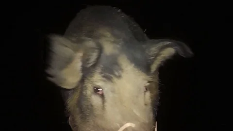 Wild Boar Dangerous Hog Stock Footage 80910985