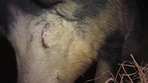 Wild Boar Dangerous Hog Stock-Footage 80912202