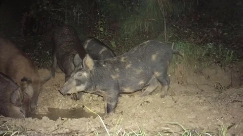 Wild Boar Dangerous Hog Stock Footage 81124062