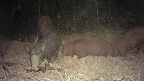 Wild Boar Dangerous Hog Stock-Footage 81126335