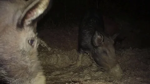 Wild Boar Dangerous Hog Stock Footage 82613337
