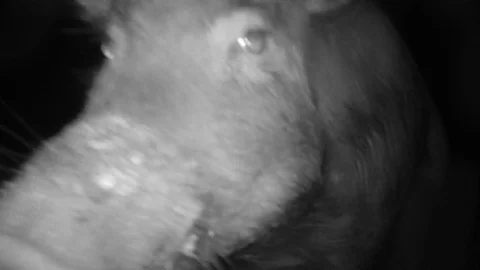 Wild Boar Dangerous Hog Stock-Footage 113093527