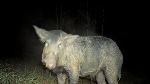 Wild Boar Dangerous Hog Video stock 120648644