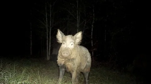 Wild Boar Dangerous Hog Stock-Footage 120651247