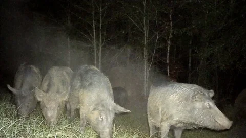 Wild Boar Dangerous Hog Stock Footage