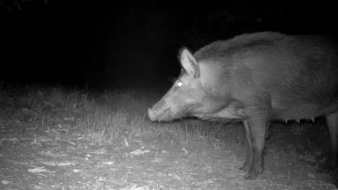 Wild Boar Dangerous Hog Stock-Footage 129193139