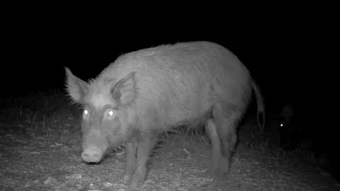 Wild Boar Dangerous Hog Stock Footage 129193424