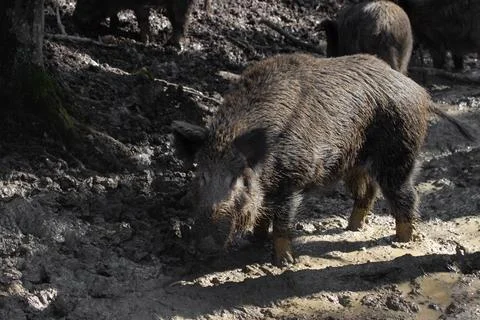 Wild boar in a dark forest eats in the sun Stock Photos