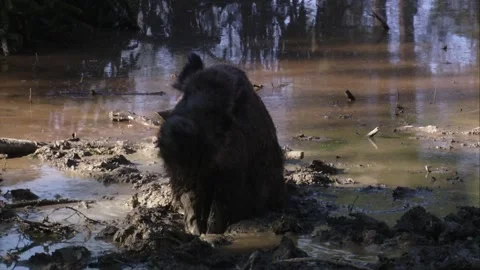 Wild boar digging and wallowing in mud Stock Footage 321883500