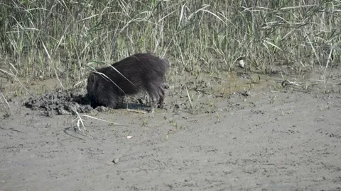 Wild boar digging up the grey land in Sundarbans national park Video stock 302456047