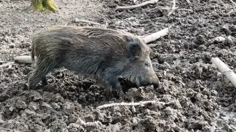 Wild boar digging in the mud Stock Footage 182539983