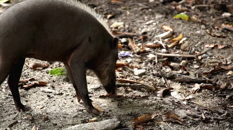Wild Boar Digging in Mud, Wild Pig, Sus scrofa, Suidae, Forest  Stock Footage 2258957