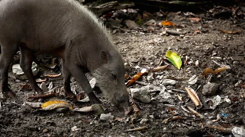 Wild Boar Digging in Mud, Wild Pig, Sus scrofa, Suidae, Forest  Stockbeeldmateriaal 2279220