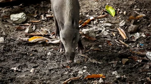 Wild Boar Digging in Mud, Wild Pig, Sus scrofa, Suidae, Forest  Stock Footage 2286039