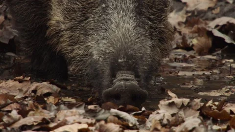 Wild boar drinks from puddle between autumn leaves Stock Footage 286135972