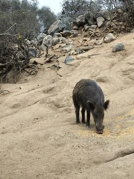 Wild boar eats feed on a rock Foto stock