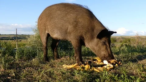 Wild boar eats Stock Footage 78779475