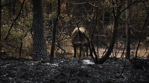 Wild Boar Facing Camera in Burnt Woodland Behind Fence After Wildfire Stock Footage 315129044