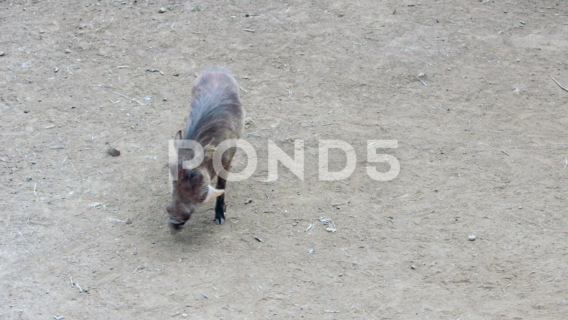 Wild boar family search feed in, Stock Video