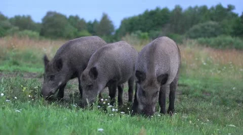 Wild boar feeding Stock Footage 11440257