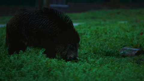 Wild Boar Feeding In Grass Close Up Wildlife Animal Behavior Stock-Footage 333296176