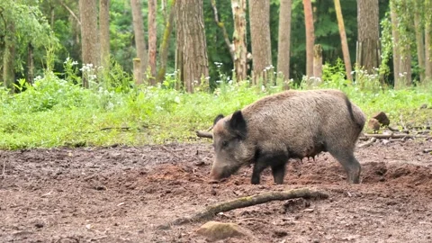 Wild boar feeding piglets in the forest Stock Footage 158632469