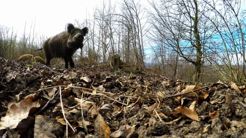 Wild boar female looking into the camera lens, march, gopro Stock Footage 105288733