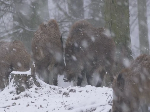 Wild boar fighting (Sus scrofa) in heavy snowfall Stock Footage 84864195