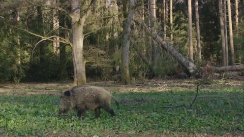 Wild boar on a food plot in the forest Stock Footage 270794466