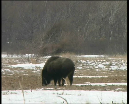Wild boar Stock Footage 568685