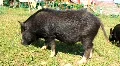 Wild boar HD Footage