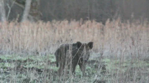 WILD BOAR 動画素材 694715