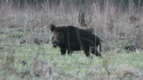 WILD BOAR Stockbeeldmateriaal 694784