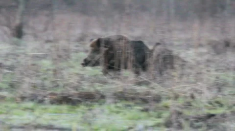 WILD BOAR Stock-Footage 694857