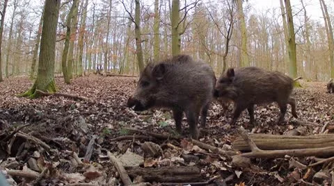 Wild Boar Stock Footage 10788132