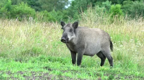 Wild boar Stock Footage 11440360