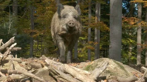 Wild boar Stock Footage 12495427
