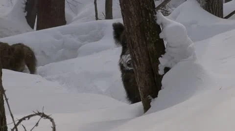 Wild boar Stock Footage 18190160