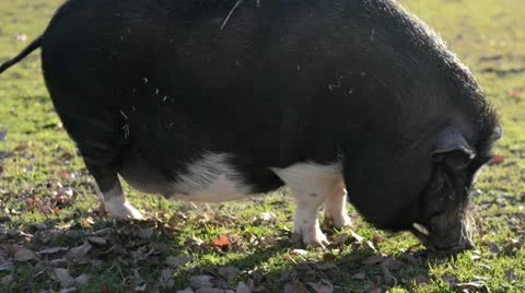 Wild boar Stock Footage 20535614